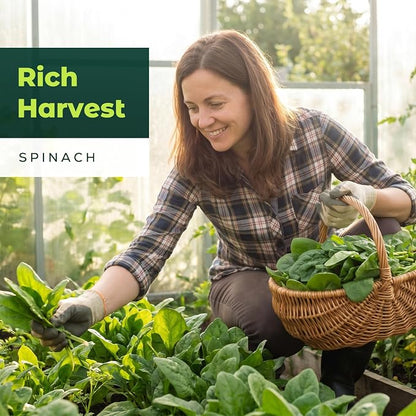 Bloomsdale Spinach Seeds for Planting, 500 Heirloom Seeds — Fast Growing Vegetable Seeds for Spring & Fall Gardens