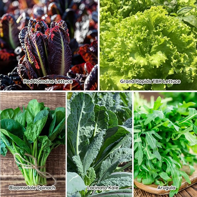 Heirloom Lettuce Seeds - 10 Varieties Lettuce Seeds for Planting - Includes Spinach, Kale, Arugula, Romaine, Iceberg, Buttercrunch & More, Home Garden & Hydroponic Seeds