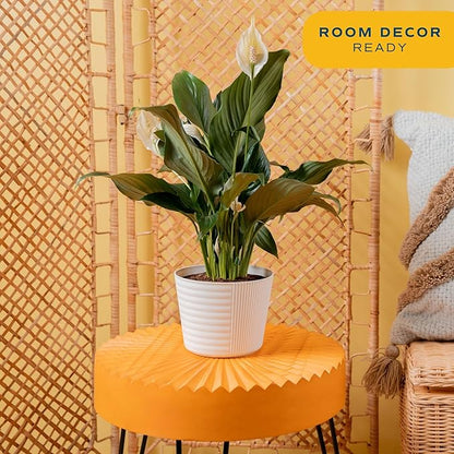 Costa Farms Peace Lily Live Plant in Decorative Plant Pot, Air Purifying Flowering Indoor Houseplant, Perfect for Home, Room, or Office Decor, Great House Warming or Birthday Gift, 14-24 Inches Tall