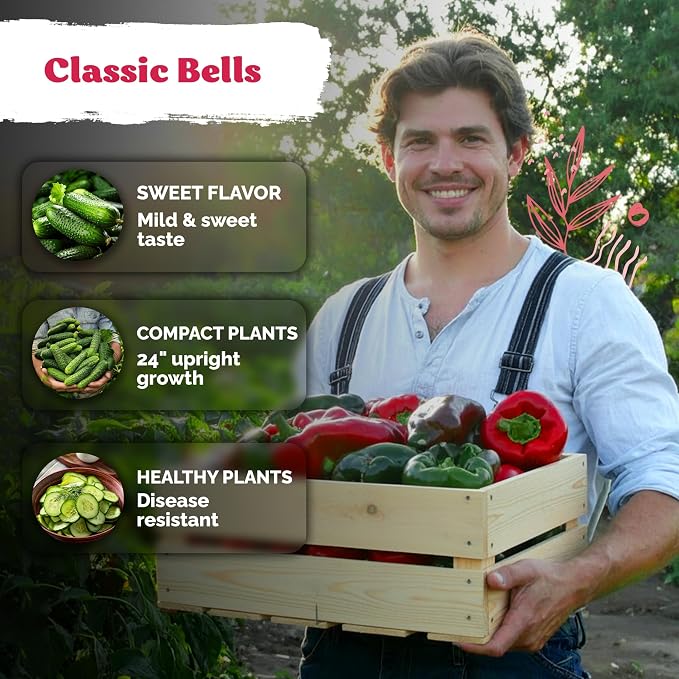 KVITER 150 California Wonder Sweet Pepper Seeds (Capsicum Annuum) - Cal Wonder, Mild Flavor, Heirloom, Non GMO Seed - Vegetable Seeds in Seed Packets for Outdoor Gardens, Containers, Raised Beds
