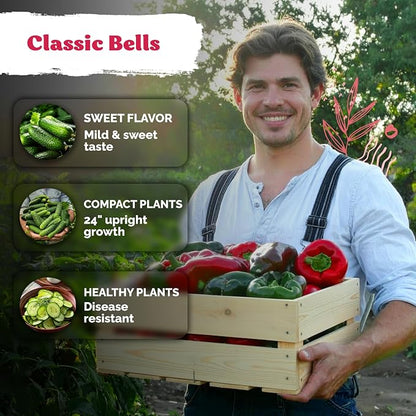 KVITER 150 California Wonder Sweet Pepper Seeds (Capsicum Annuum) - Cal Wonder, Mild Flavor, Heirloom, Non GMO Seed - Vegetable Seeds in Seed Packets for Outdoor Gardens, Containers, Raised Beds