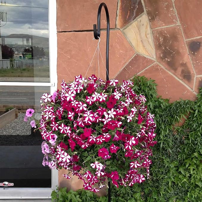 Bloom Master Hanging Baskets - 2 Gallon (3 Pack) - Hanging Planters for Outdoor Plants - Use as a Hanging Flower Basket, Strawberry Planter, Herb Planter, & More - Hanging Pots for Plants Outdoor