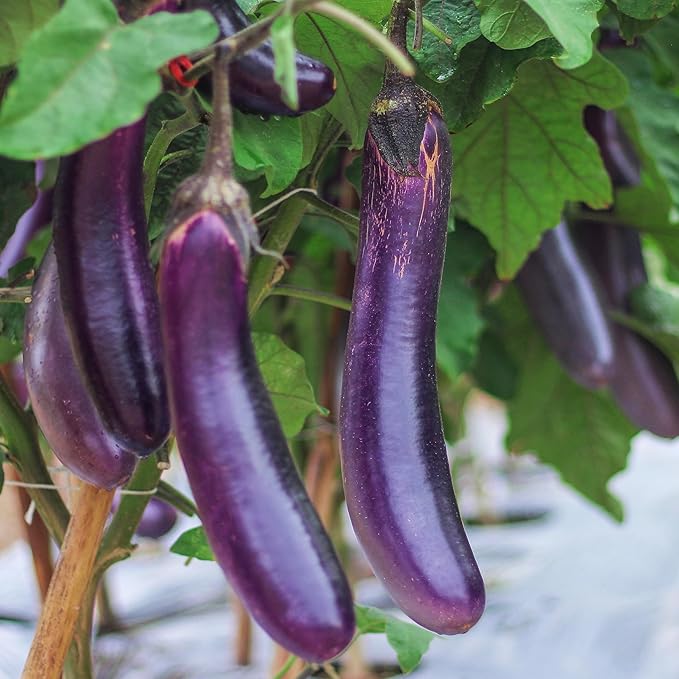 Organic Eggplant Seeds (Long Purple) - Approx 160 Seeds (Pack of 2)