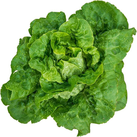 Burpee Buttercrunch Lettuce Seed Tape 100 per tape