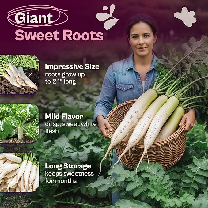 SVI 550 Daikon Radish Seeds (Raphanus sativus) – White Radish Seed Packets, 45-Day Radishes Harvest, Raddish Seed Pack – Heirloom Vegetable Seeds for Vegetable Garden Outdoors, Bed Japanese Garden