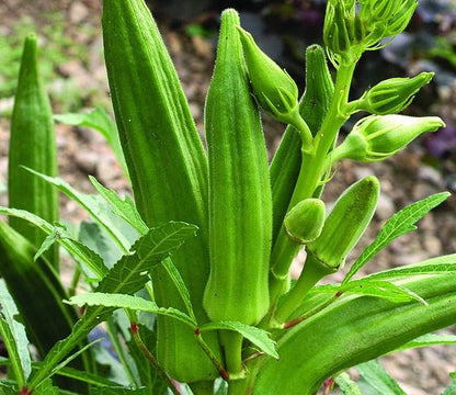 Seeds Louisiana Green Okra (Bamia, Lady Finger) Heirloom Vegetable Non GMO