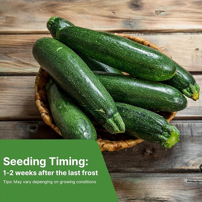 Groundio Black Beauty Zucchini Seeds, Non-GMO Heirloom Seeds, High Germination Bush Plants Produce Dark Green Tender Zucchinis, High Yield Crop for Home Vegetable Garden