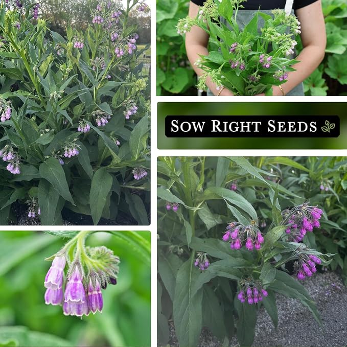 Sow Right Seeds - Comfrey Seeds for Planting - Non-GMO Heirloom - High-Yield Comfrey for Garden, Medicinal Herbs, and Soil Improvement - Outdoor or Indoor Herb Garden - Use for Home Remedies (2)