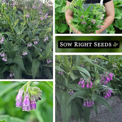 Sow Right Seeds - Comfrey Seeds for Planting - Non-GMO Heirloom - High-Yield Comfrey for Garden, Medicinal Herbs, and Soil Improvement - Outdoor or Indoor Herb Garden - Use for Home Remedies (4)