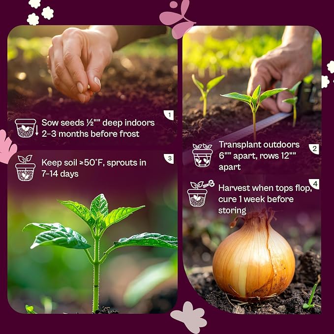SVI 250 Texas Early Grano Onion Seeds (Allium cepa) - Short Day, Sweet & High Yield Variety - Heirloom Vegetable Seeds for Outdoors & Indoor Garden