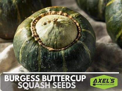 Winter Squash Seeds for Planting – Plant & Grow Burgess Buttercup Squash – Instructions to Plant Non GMO Heirloom Home Outdoor Vegetable Garden – Great Gardening Gift, 1 Packet