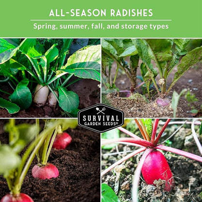 Radish Seeds Variety Pack – 5 Packets | Heirloom Non-GMO Radishes for Planting: Daikon, Watermelon, Purple Plum, French Breakfast & Champion – Survival Garden Seeds