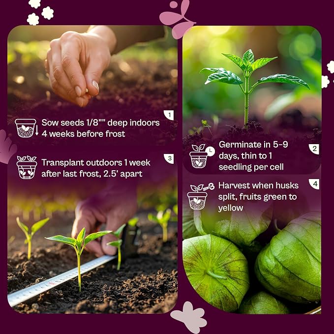 SVI 100 Toma Verde Tomatillo Seeds for Planting (Physalis ixocarpa) – Mexican Tomatillo Salsa Verde Favorite, Prolific 2–4oz Tomatillos – Heirloom Vegetable Seeds for Outdoor & Indoor Garden