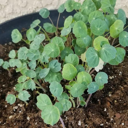 Seed Needs Nasturtium Garden Seeds Variety Pack of 2 Edible Wildflowers