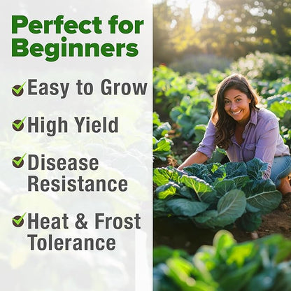 HOME GROWN Non GMO Collard Greens Georgia Southern - 300 High Germination Heirloom Seeds for Planting in Your Vegetable Garden (Brassica oleracea)