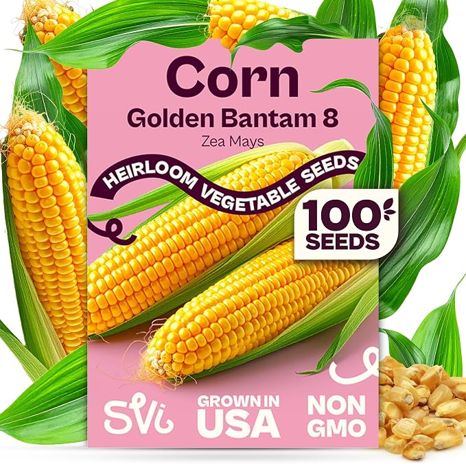 SVI 100 Golden 8 Bantam Corn Seeds (Zea mays) – Yellow Sweet Corn Seed Packets, Early Maturing Maiz – Non GMO Heirloom Vegetable Seeds for Outdoors, Vegetable Garden Rows