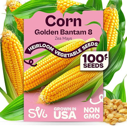 SVI 100 Golden 8 Bantam Corn Seeds (Zea mays) – Yellow Sweet Corn Seed Packets, Early Maturing Maiz – Non GMO Heirloom Vegetable Seeds for Outdoors, Vegetable Garden Rows