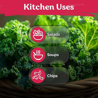 KVITER 600 Vates Blue Scotch Curly Kale Seeds (Brassica oleracea) – Curled Green Kale Seed Packets Heirloom Seed Outdoor & Indoor Home Garden – Cold Hardy Dwarf Vegetable Seeds for Planting