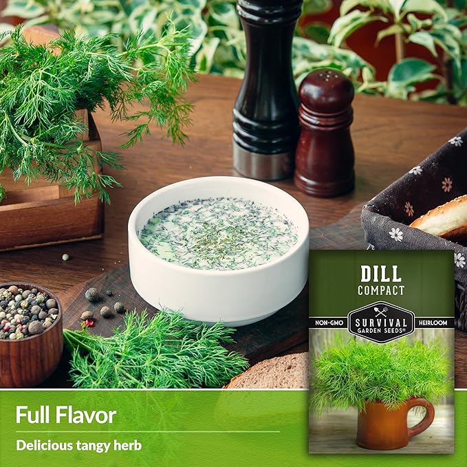 Compact Dill Seeds for Planting – Dwarf Dill for Containers & Small-Space Gardens – High Germination Heirloom Non-GMO Herb for Indoor or Outdoor Growing – Survival Garden Seeds (1 Pack)