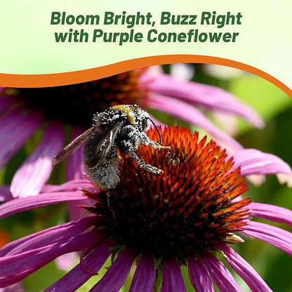 Outsidepride Purple Echinacea Coneflower Seeds - 1 lb Perennial, Deer-Proof & Drought Tolerant Flower Seeds with Daisy-Like Blooms for Pollinator-Friendly Gardens, Borders, & Meadows