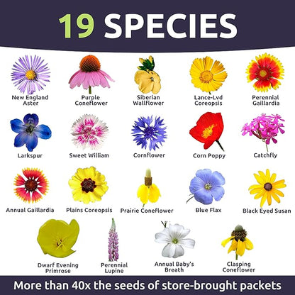 Midwest Regional Mix - Bulk 1/4 Pound Pouch - 60,000 Flower Seeds for Planting - Wildflower Mix