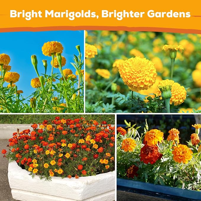 Tri-Color French Marigold Seeds for Planting – 4OZ 38,000+ Open-Pollinated Flower Seeds to Plant, High Germination Rate, Fast Blooming for Gardens, Containers & Companion Planting