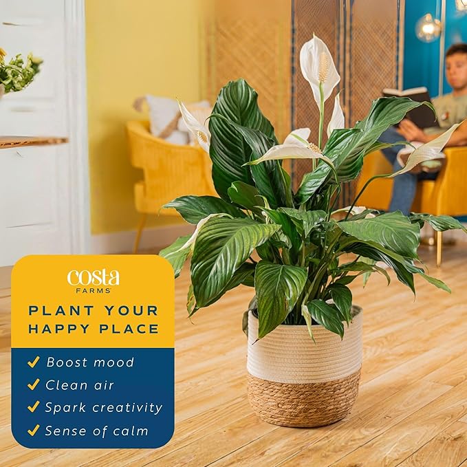 Costa Farms Peace Lily Live Plant in Decorative Pot, Large Air Purifying Flowering Indoor Houseplant, Perfect for Home, Room, or Office Decor, Great House Warming or Birthday Gift, 2-3 Feet Tall