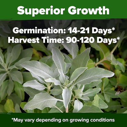 HOME GROWN Non GMO White Sage Seeds 323 Pack Heirloom Seeds - Grow Aromatic Sage Plants for Your Herb Seeds Garden with Sage for Planting Outdoor or Indoor (Salvia apiana)