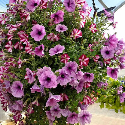 Bloom Master Hanging Baskets - 6 Gallon (3 Pack) - Large Hanging Planters for Outdoor Plants - Use as a Hanging Flower Basket, Strawberry Planter, Herb Planter, More - Hanging Pots for Plants Outdoor