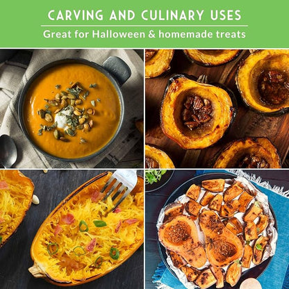 Winter Squash Seeds for Planting - 4 Variety Pack with Butternut, Acorn, Spaghetti & Pink Banana - Heirloom, Open Pollinated Seed - Long-Term Food Storage Vegetables - Survival Garden Seeds