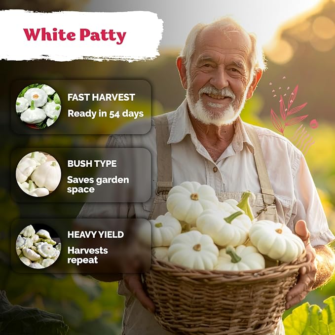 KVITER 50 White Patty Pan Squash Seeds (Cucurbita Pepo) – Scallops Bush Summer Squash Seed Packets for Vegetable Garden – Non GMO Heirloom Vegetable Seeds for Planting Outdoors, Home Garden