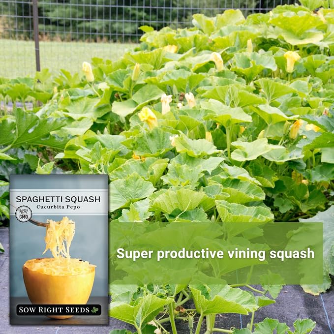 Sow Right Seeds - Spaghetti Squash Seeds for Planting - Non-GMO Heirloom Packet with Instructions to Plant and Grow an Outdoor Home Vegetable Garden - Roast and Enjoy Eating This Favorite Variety (3)