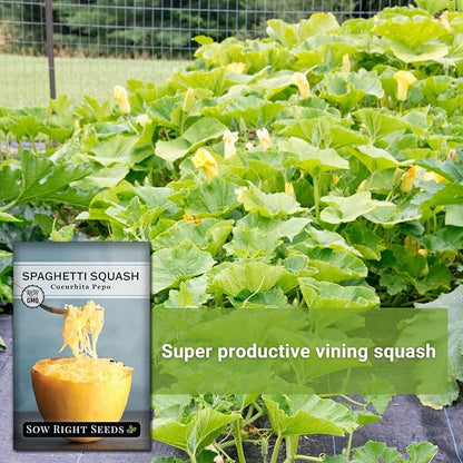 Sow Right Seeds - Spaghetti Squash Seeds for Planting - Non-GMO Heirloom Packet with Instructions to Plant and Grow an Outdoor Home Vegetable Garden - Roast and Enjoy Eating This Favorite Variety (1)