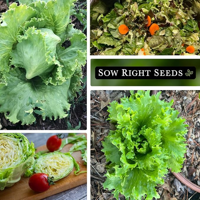 Sow Right Seeds - Great Lakes Iceberg Lettuce Seeds for Planting - Non-GMO Heirloom Packet with Instructions to Plant a Home Vegetable Garden - Outdoors or Hydroponics Indoors - Crisp Variety (2)