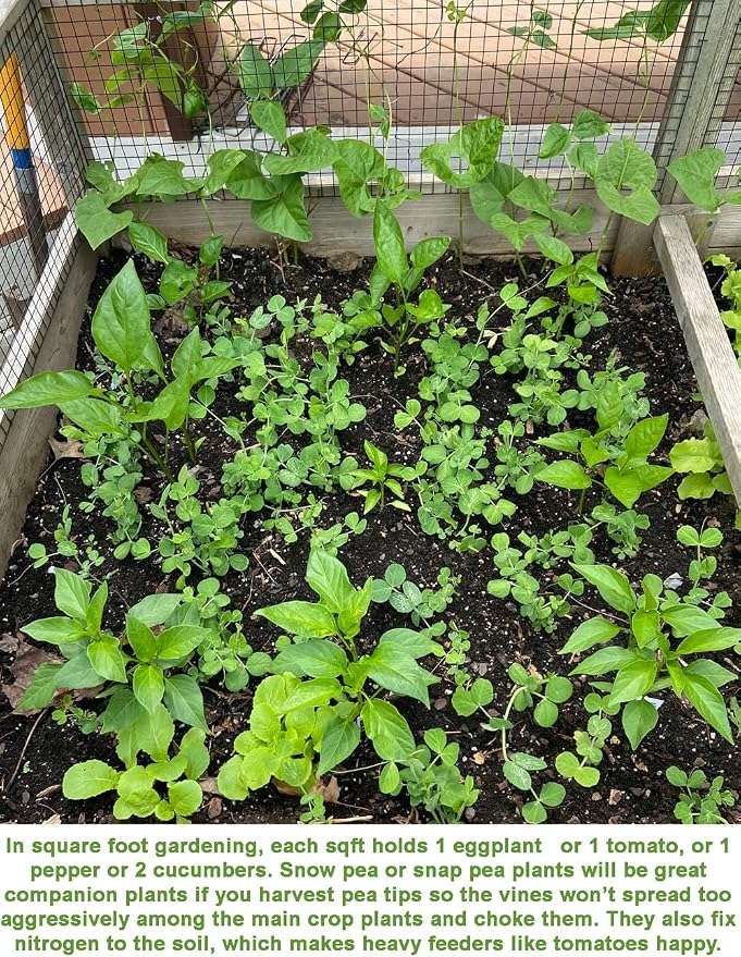 Bean Seeds for Planting Vegetables and Fruits. Pole Beans,Bush Beans,Romano Beans.Non GMO Garden Seeds for Home Vegetable Garden-65ct+ Sugar Snap Pea Seeds,豌豆苗,Edible Pod/Sweet Snap Pea Shoots & Tips