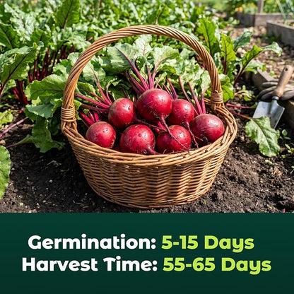 Detroit Dark Red Beet Seeds – 600 Heirloom Seeds for Planting, Open-Pollinated Garden Vegetable Root Seeds for Home Gardens