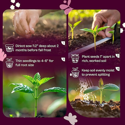 SVI 550 Daikon Radish Seeds (Raphanus sativus) – White Radish Seed Packets, 45-Day Radishes Harvest, Raddish Seed Pack – Heirloom Vegetable Seeds for Vegetable Garden Outdoors, Bed Japanese Garden