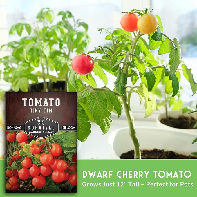 Tiny Tim Tomato Seeds - Dwarf Cherry Tomatoes for Planting Indoors or Patio, Compact Heirloom Variety for Containers, High Yield, Non-GMO - Survival Garden Seeds (2 Packs)