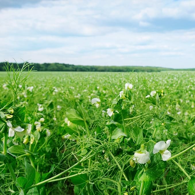Outsidepride Dundale Spring Field Peas Seeds - 10 lbs. Annual, High-Protein Legume & Cover Crop Seeds for Forage, Food Plot, Gardens & Pastures - Ideal for Improving Soil Health, & Erosion Control