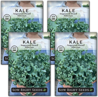 Sow Right Seeds - Dwarf Siberian Improved Kale Seed for Planting - Non-GMO Heirloom Packet with Instructions to Plant a Home Vegetable Garden - Very Nutritious Superfood - Classic Variety (4)