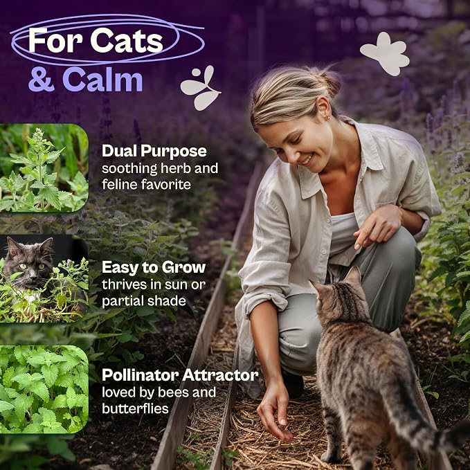 SVI 2500 Catnip Seeds (Nepeta cataria) – Catmint, Best Catnip for Cats Seed Packets, Heirloom Cat Nip Herb Seeds – Outdoor & Indoor Herb Garden, Containers, Herbs Beds