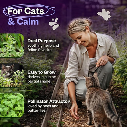 SVI 2500 Catnip Seeds (Nepeta cataria) – Catmint, Best Catnip for Cats Seed Packets, Heirloom Cat Nip Herb Seeds – Outdoor & Indoor Herb Garden, Containers, Herbs Beds