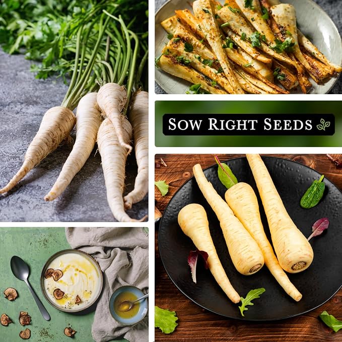 Sow Right Seeds - Half Long White Parsnip Seeds for Planting - Non-GMO Heirloom Packet with Instructions to Plant an Outdoor Home Vegetable Garden - White Flesh Root Parsnip - Spring and Fall (3)