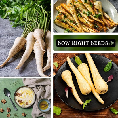 Sow Right Seeds - Half Long White Parsnip Seeds for Planting - Non-GMO Heirloom Packet with Instructions to Plant an Outdoor Home Vegetable Garden - White Flesh Root Parsnip - Spring and Fall (3)