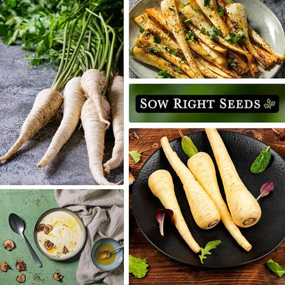 Sow Right Seeds - Half Long White Parsnip Seeds for Planting - Non-GMO Heirloom Packet with Instructions to Plant an Outdoor Home Vegetable Garden - White Flesh Root Parsnip - Spring and Fall (2)