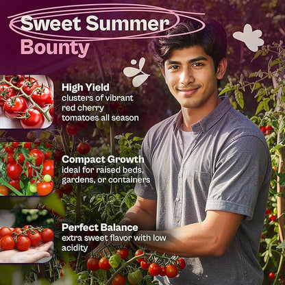 SVI 550 Large Red Cherry Tomato Seeds (Solanum lycoperscium) – Cherry Tomatoes Seed Packets, Mini Tomatoes On The Vine – Heirloom Vegetable Seeds in Home Garden, Containers, Greenhouses
