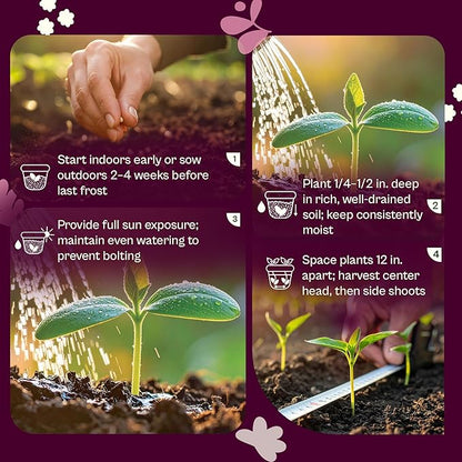 SVI 800 Calabrese Broccoli Seeds for Sprouting (Brassica oleracea VAR. capitata) - Green Broccoli Sprouts Seed Packets - Non-GMO Heirloom Vegetable Seeds for Planting Outdoors & Indoors Garden