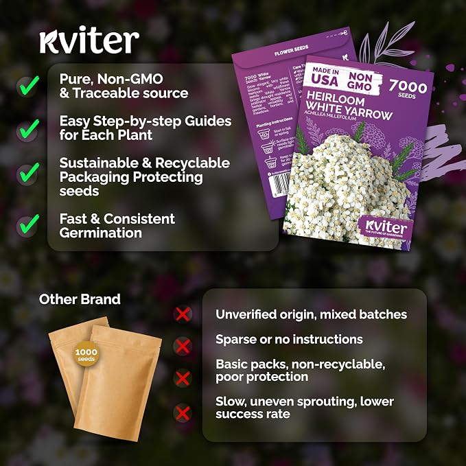 KVITER 7000 White Yarrow Seeds for Planting (Achillea Millefolium) — Perennial Flower Seeds to Plant Outside, Heirloom — Native Wildflower Seed for Herb Garden, Beds, Containers & Meadows