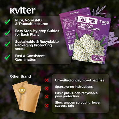 KVITER 7000 White Yarrow Seeds for Planting (Achillea Millefolium) — Perennial Flower Seeds to Plant Outside, Heirloom — Native Wildflower Seed for Herb Garden, Beds, Containers & Meadows