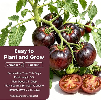 Groundio Cherokee Purple Tomato Seeds, Non-GMO Heirloom Vegetable Seeds for Planting, Unique Dark Purple Beefsteak, Rich Flavor, High Germination for Outdoor Home Garden
